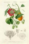 Passiflora alata